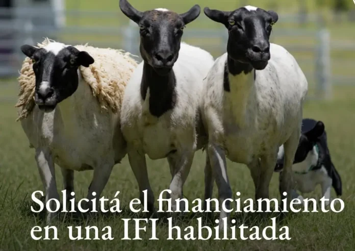 impulsan-la-produccion-ovina-en-paraguay-con-$us-5-millones