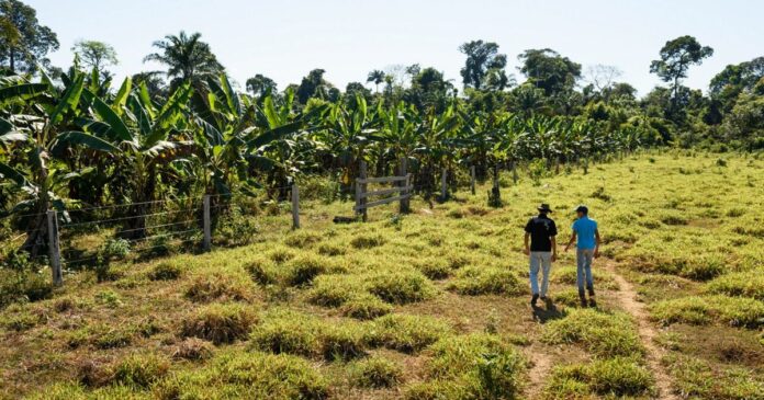 una-sexta-parte-del-credito-agricola-de-brasil-se-destino-a-tierras-con-alertas-de-deforestacion,-segun-un-estudio