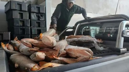 operativos-contra-la-pesca-furtiva:-secuestran-redes,-armas-y-mas-de-15-toneladas-de-pescado-ilegal