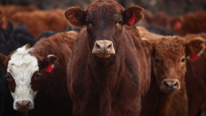 auge-de-la-importacion-en-la-carne:-esperan-que-los-ingresos-se-dupliquen-en-2026