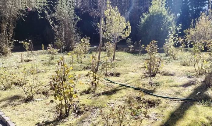 la-paz:-alcaldia-inicia-plan-para-transformar-el-jardin-botanico