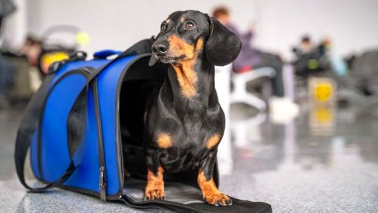 entro-en-vigencia-nueva-reglamentacion-para-viajar-con-mascotas-en-un-avion