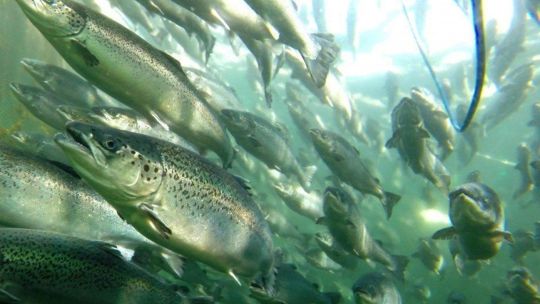 una-fuga-masiva-de-salmones-reaviva-el-debate-sobre-el-impacto-de-la-acuicultura