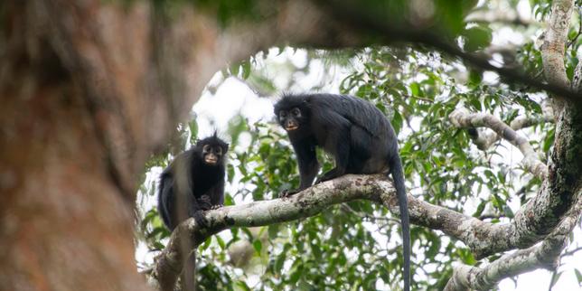 une-nouvelle-espece-de-singe-identifiee-dans-le-parc-national-de-la-lomami,-en-republique-democratique-du-congo