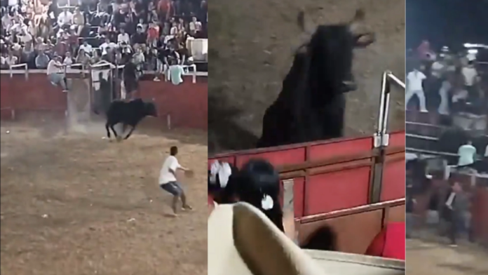 video:-varias-personas-resultaron-heridas-luego-de-que-un-toro-saltara-la-barrera-de-una-plaza-taurina-en-el-municipio-de-coyaima,-al-sur-del-tolima