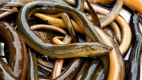 cientificos-piden-ayuda-para-detectar-una-anguila-asiatica-que-amenaza-a-la-fauna