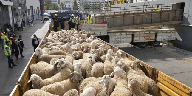 en-argelia,-el-escandalo-de-los-moutons-de-aid-embarrasse-le-pouvoir