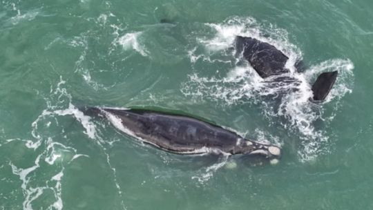 mira-el-espectaculo-inolvidable-que-dieron-las-ballenas-en-una-playa-del-norte-marplatense