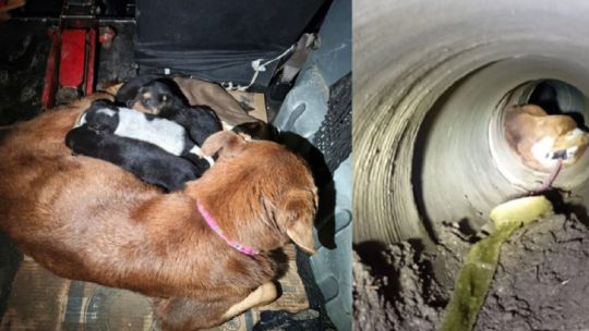 asi-rescataron-a-una-perra-y-sus-8-cachorros-atrapados-en-un-desague-en-berisso