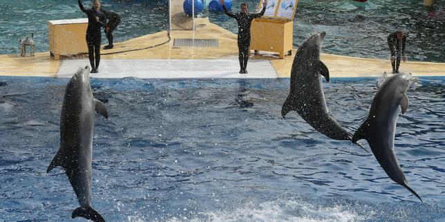 marineland:-huit-dauphins-transferes-en-espana