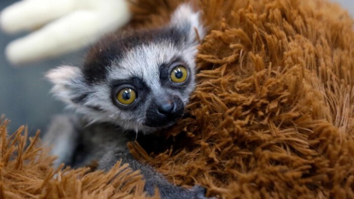 la-tierna-historia-de-cria-de-lemur-en-el-zoologico-de-cali-que-vive-aferrada-a-un-peluche-para-sustituir-el-calor-de-su-mama:-‘no-la-alimentaba’