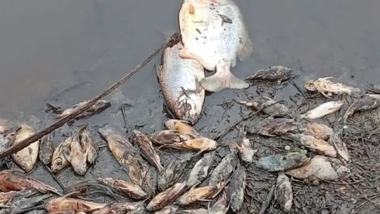 prohiben-la-pesca-en-el-rio-salado-tras-una-impactante-mortandad-de-peces-en-chaco