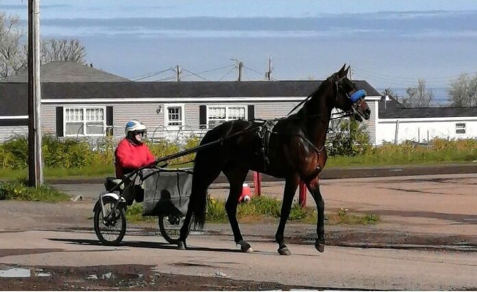 inverness-horsewoman-mary-macquarrie-never-let-age-stop-her-from-training-horses-in-cape-breton