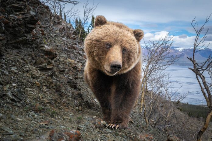 an-intimate-look-at-life-alongside-grizzly-bears