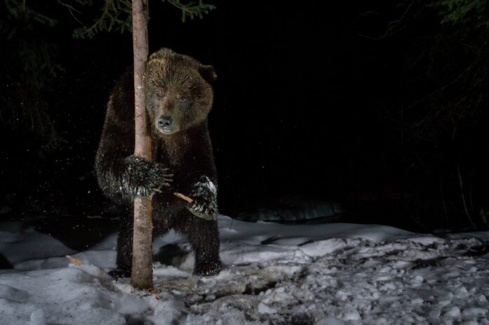 the-most-stunning-grizzly-bear-photos-ive-ever-seen