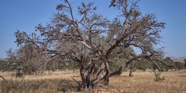 frappe-par-des-canicules-a-repetition,-le-maroc-craint-de-manquer-d’eau