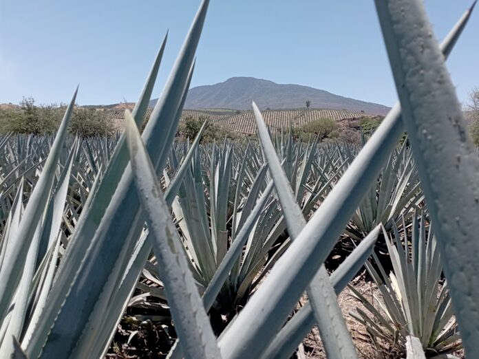 sanciones-al-tequila-del-cjng:-eeuu.-apunta-a-red-de-lavado-de-dinero