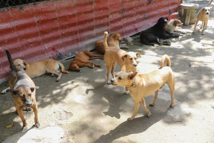 piden-con-urgencia-priorizar-vacunacion-en-refugios-de-mascotas-rescatadas-tras-doblete-sismico