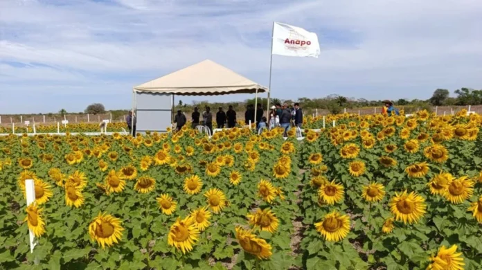 dia-nacional-del-girasol-mostrara-nueva-tecnologia-agricola