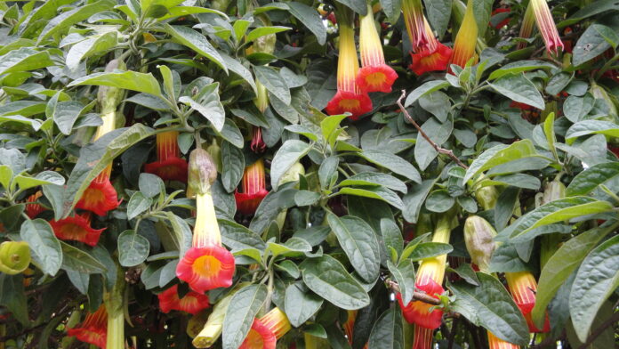 los-productores-de-flores-de-colombia-luchan-contra-el-nuevo-arancel-estadounidense-mientras-el-arancel-alcanza-el-12,5%