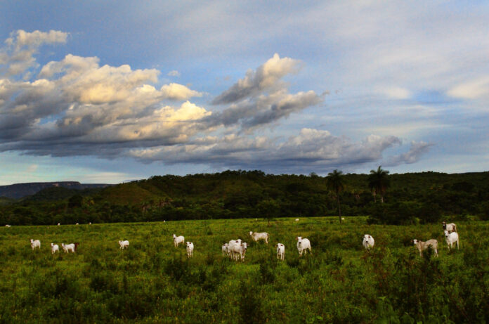 nordeste-de-brasil-gana-nuevas-plantas-de-carne-vacuna-y-fabricas-de-calzado