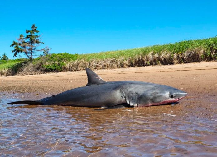 kayakers-discover-dead-great-white-shark-on-northern-nova-scotia-beach
