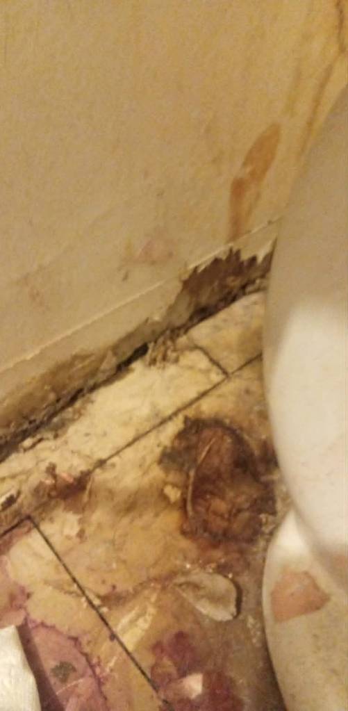family-getting-sick-from-mouldy-public-housing-in-cambridge-bay-cant-find-a-way-out