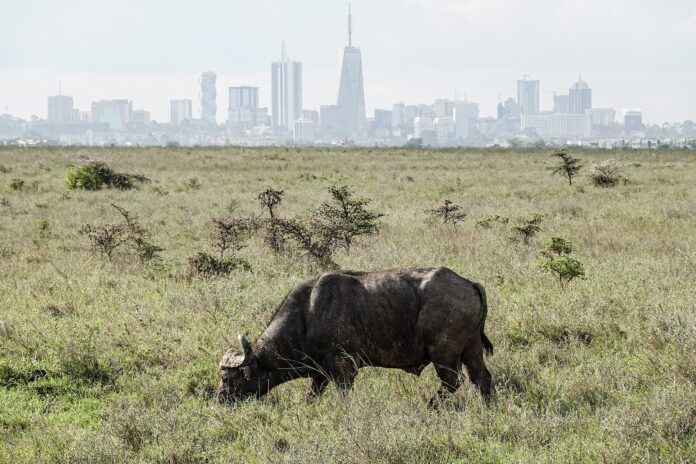 las-letras-del-tesoro-de-kenia-atraen-1.400-millones-de-dolares-mientras-los-inversores-apuestan-por-las-tasas