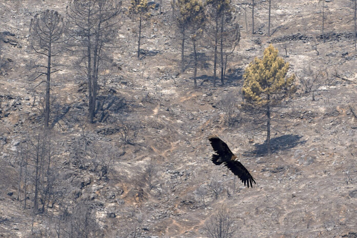 incendios-en-espana-evolucionan-favorablemente-ante-la-amenaza-de-una-nueva-ola-de-calor