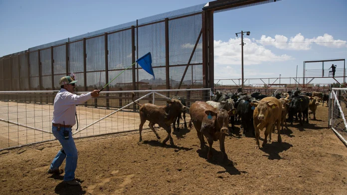 jbs-y-marfrig-aumentan-el-suministro-de-ganado-a-medida-que-eeuu.-reabre-la-frontera-con-mexico