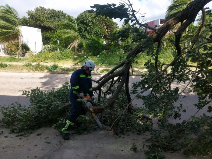 la-alcaldia-crucena-atiende-11-emergencias-por-los-fuertes-vientos