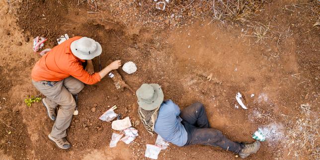 «-musango-matusadonaensis-»,-un-nuevo-dinosaurio-descubierto-en-zimbabwe-que-arpentait-la-brousse-desde-hace-210-millones-de-anos