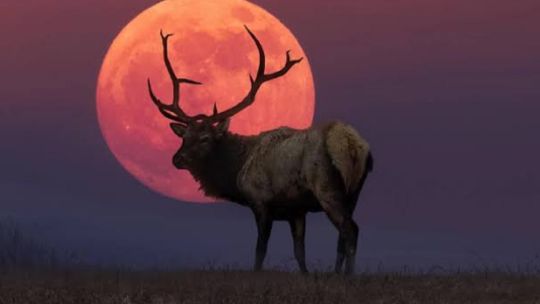 luna-del-ciervo-2026:-¿a-que-hora-y-donde-podra-disfrutarse-en-la-argentina?