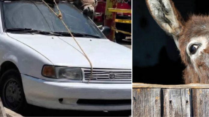 denuncian-caso-de-maltrato-animal-en-la-guajira:-captan-en-imagenes-a-vehiculo-que-transportaba-un-burro-amarrado-en-el-techo-en-riohacha