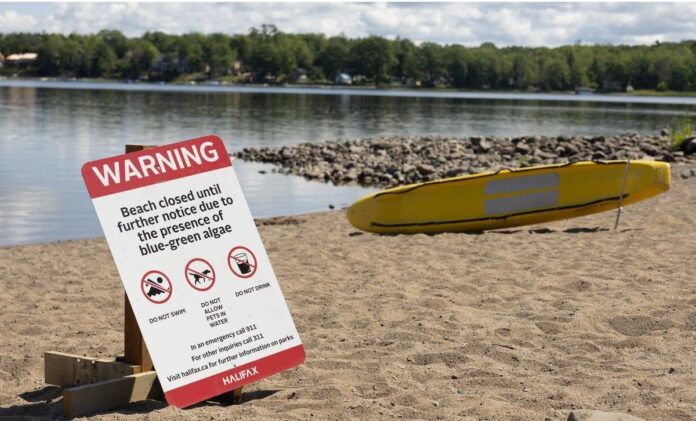 popular-beach-in-halifax-closed-indefinitely-after-blue-green-algae-outbreak