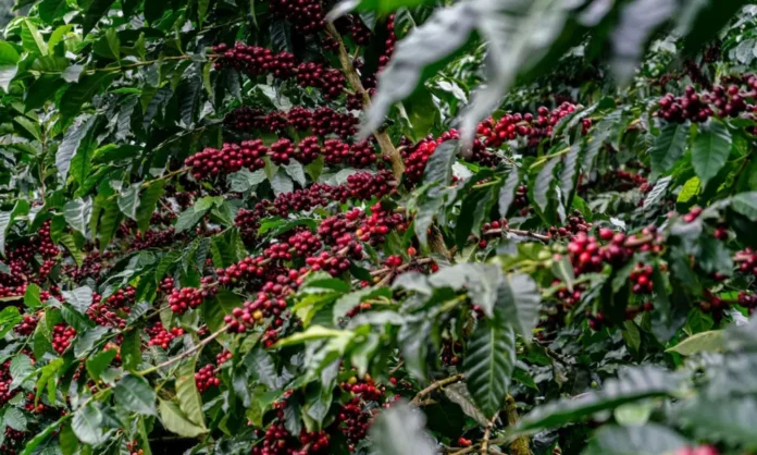 productores-de-cafe-refuerzan-lucha-contra-la-antracnosis