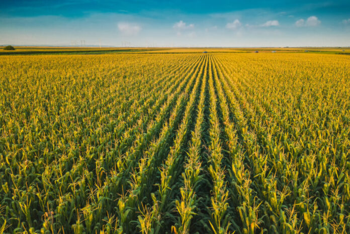 el-plan-brasileno-contra-el-nino-inyecta-262-millones-de-dolares-para-almacenar-maiz-y-arroz