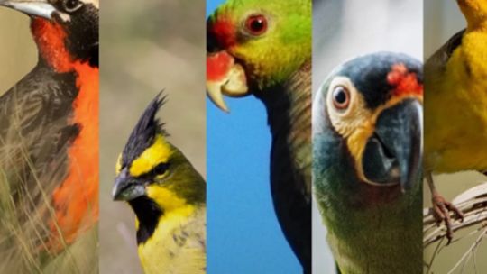 aves-argentinas-celebra-sus-110-anos-volando-bien-alto-en-la-proteccion-de-la-biodiversidad