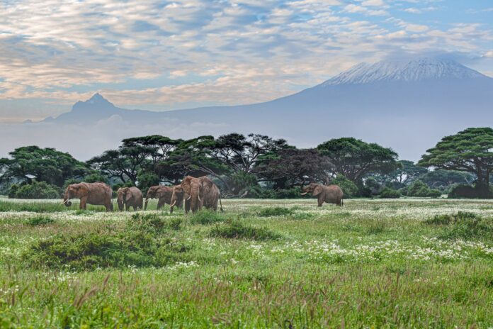 cyanide-on-tomato-farms-kills-15-elephants-in-kenya’s-amboseli